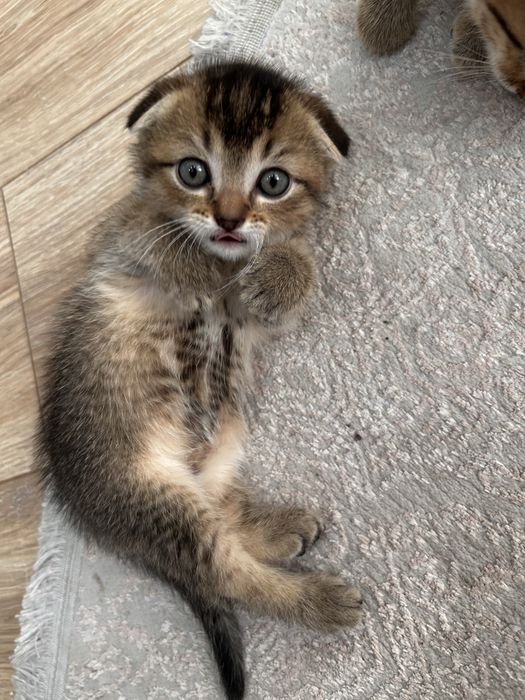 Котенок шотладский вислоухий