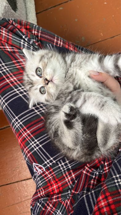 Котята Шотландцы