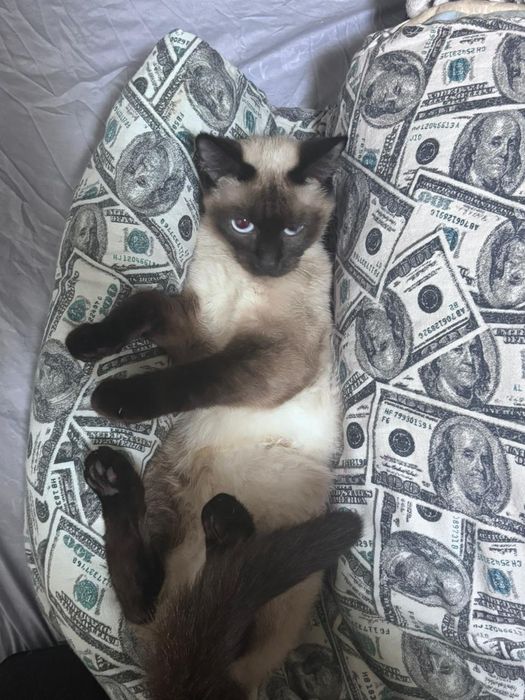 Кошечки  девочки