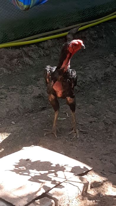 Ганой хуроз ва товук