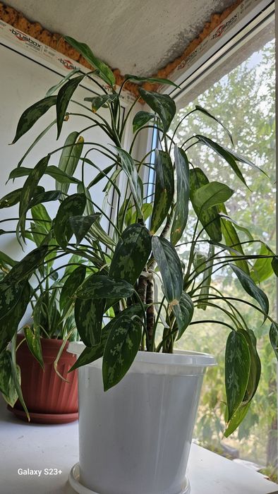 Үй гүлдерін сатамын 5 мыңнан