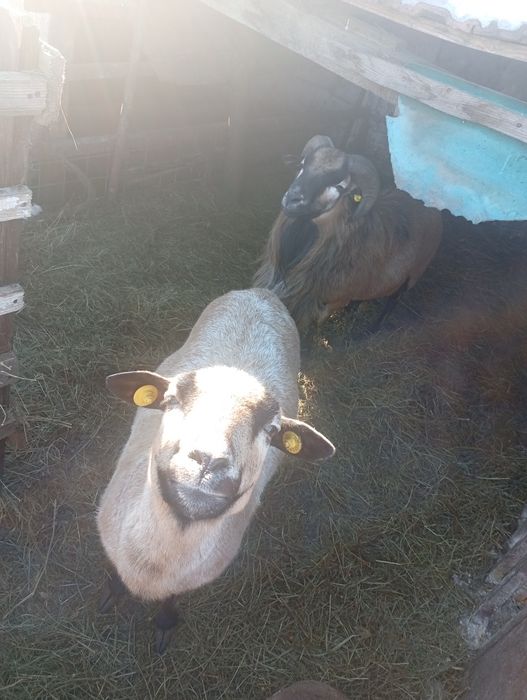 Vând oi de Camerun preț:4000lei