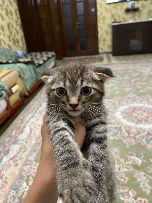 Котенок вислоухи короткошерстный