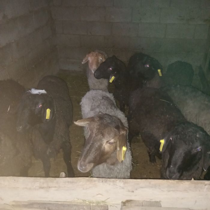 Кой сатылады срочно