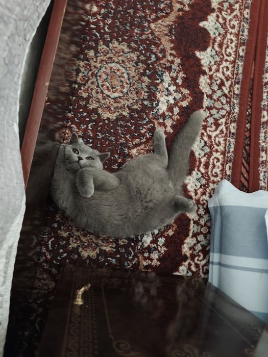 British skotish strayt