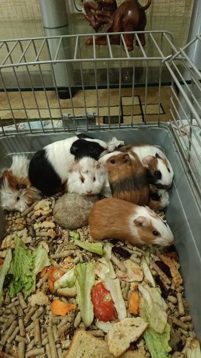 Морская свинка- Хамстер самый милый грызун