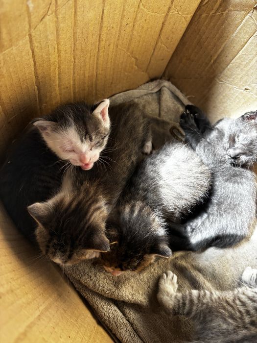 5- пятеро милых котят