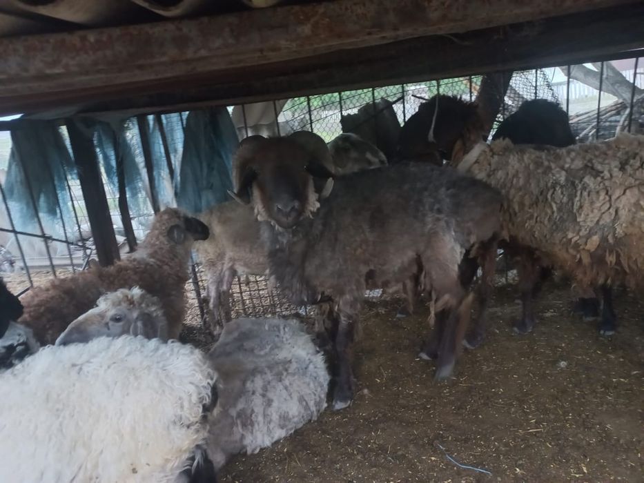 Продам кошкара, не кастрированный