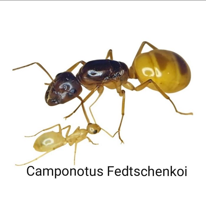 Муравьи экзотические