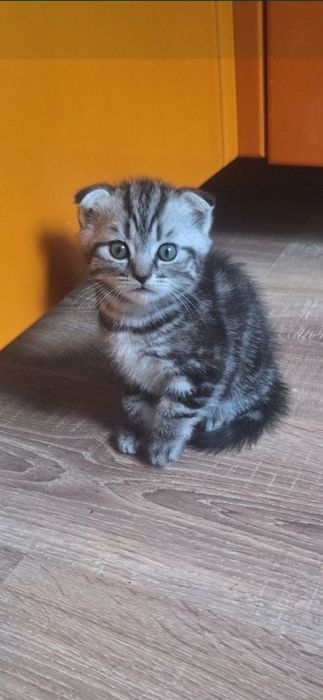 Котятки шотландские
