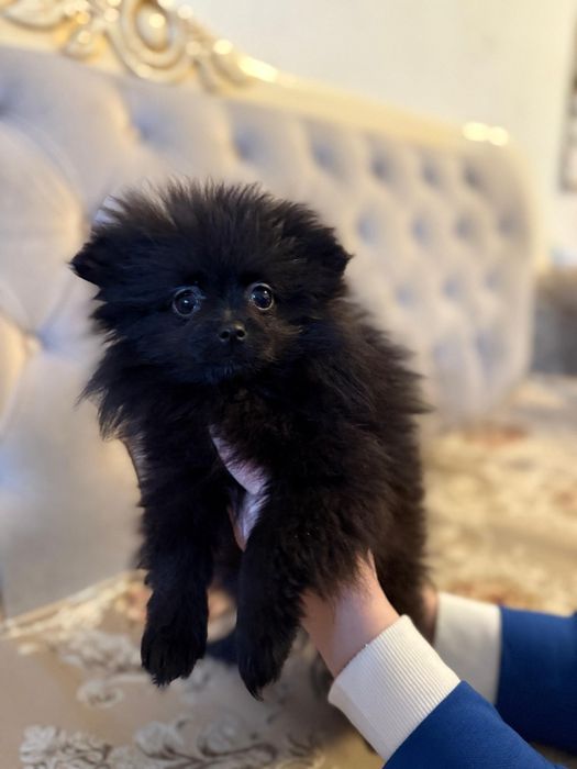 Щенки померанского шпица