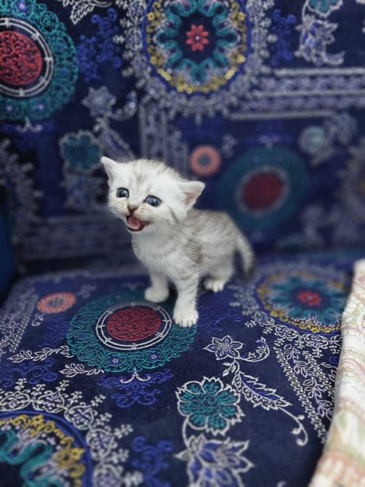 Продам девочку Британец