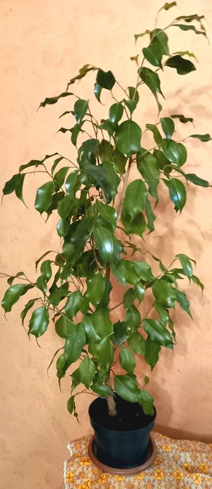 Продам фикус Бенджамина