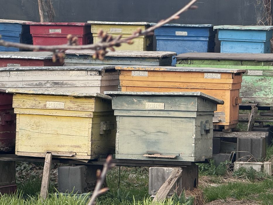 De vanzare stup/stupi albine