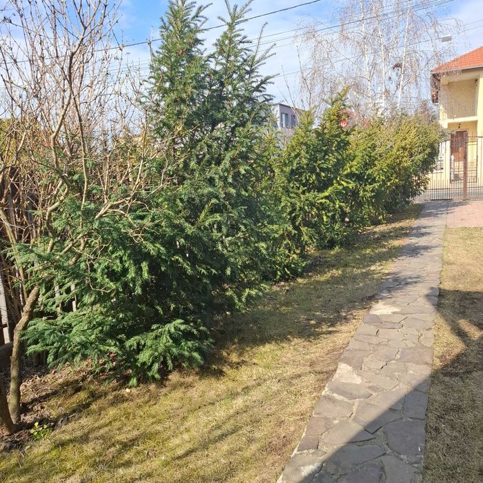 Vând copaci ornamentali Taxus Baccata diametru 100 cm înălțime 250 cm
