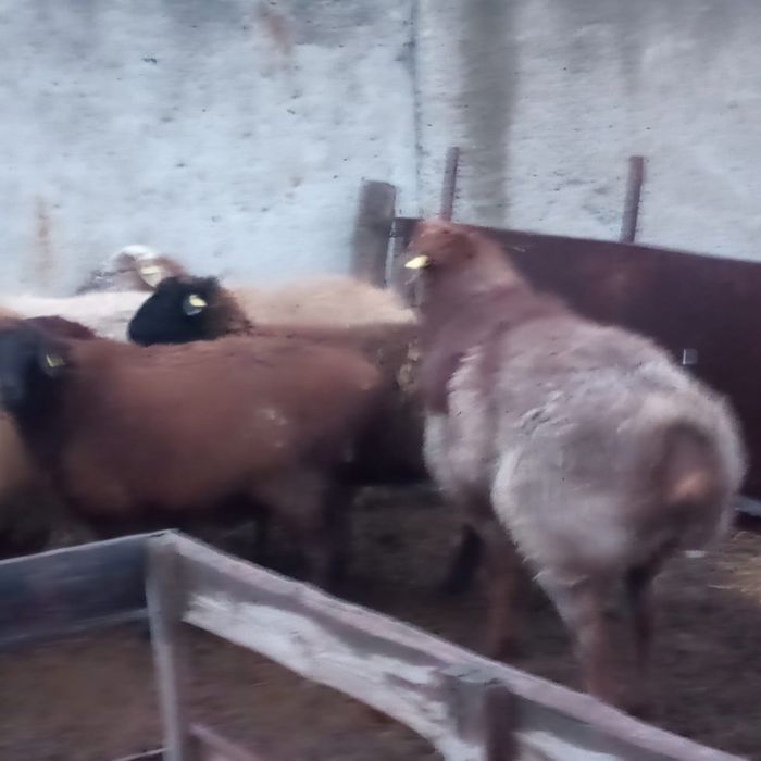 Бараны (кошкары)