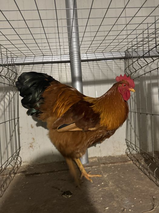 Oua New Hampshire Maro-Auriu pentru incubat