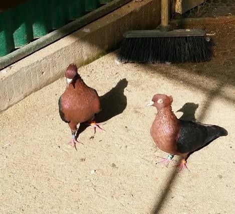 Vand porumbei Brozati, Blondineti si Satineti