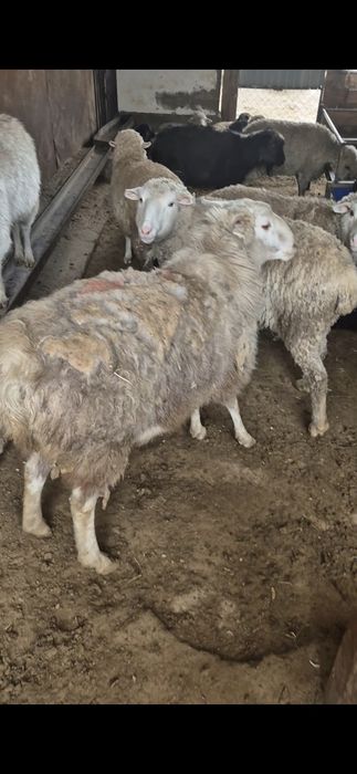 Семіз қой сатылады