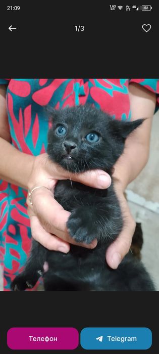 Продаются породистые котята