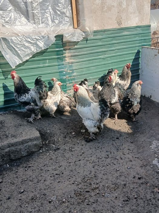 Продам петухов 3000тг