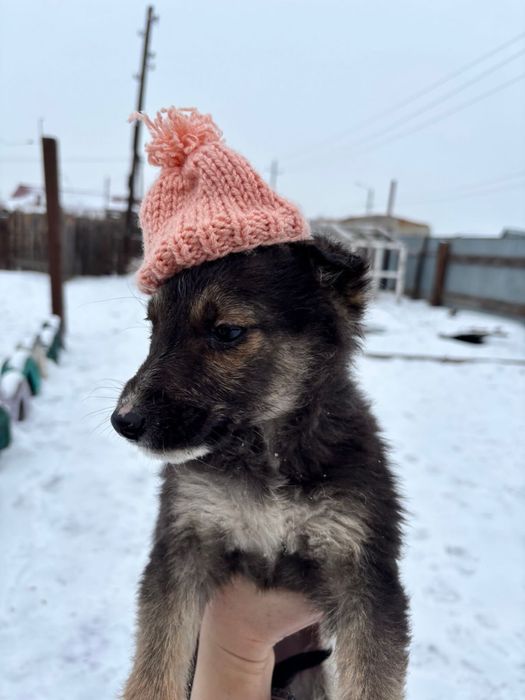 Отдам в добрые руки