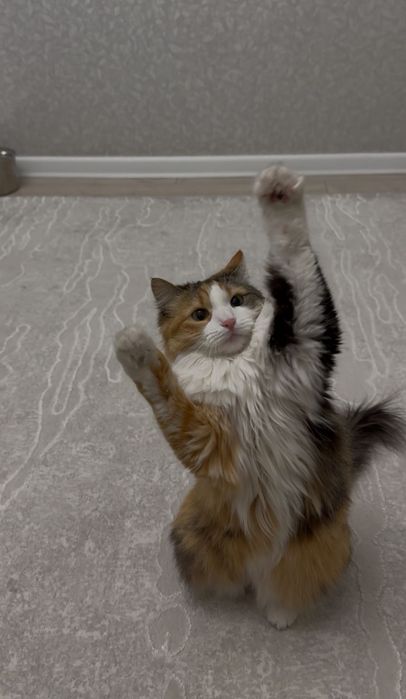 Трехцветная кошка