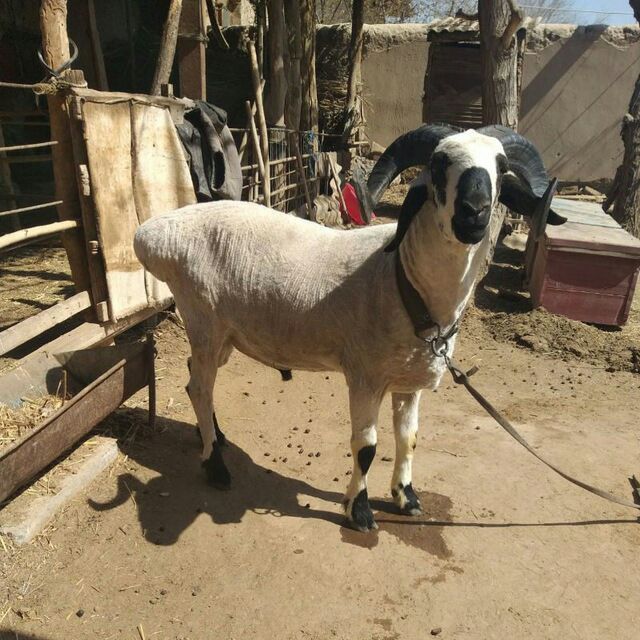 Qõy va qõchqorlarni yunggini chiroyli qilib olib beramiz