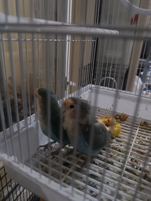 Nedurushka papugay sotiladi