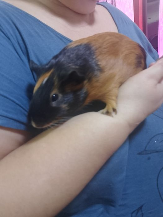 Продам свинку мальчика 6 месяцев