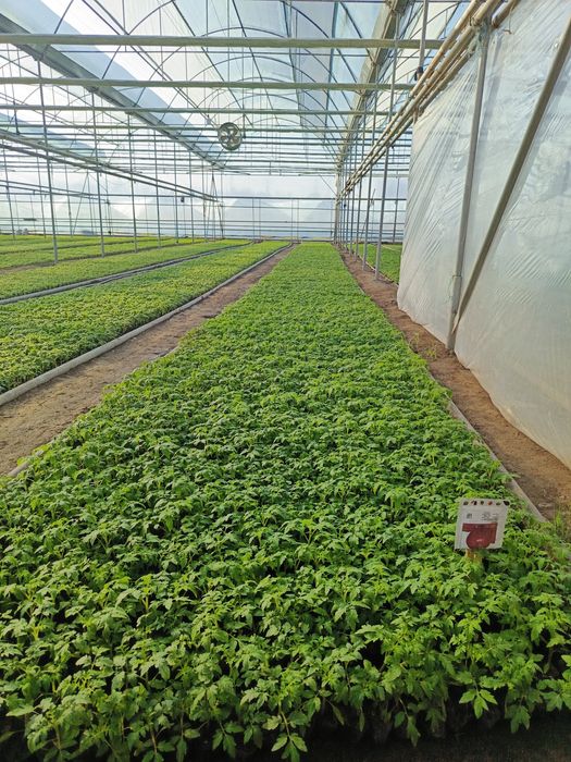 Pink paradays pamidor kochat