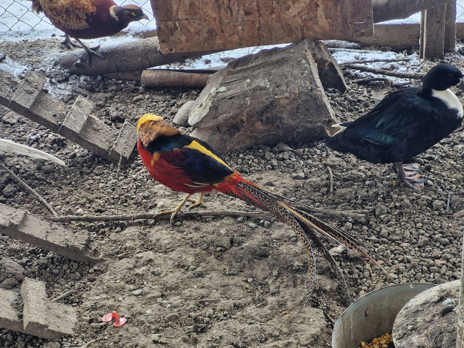 Vand fazani auriu pe rosu si fazani comuni