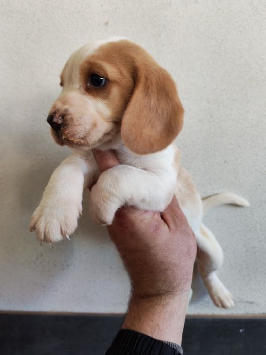 Fetiță beagle bicolor cu certificat pedigree