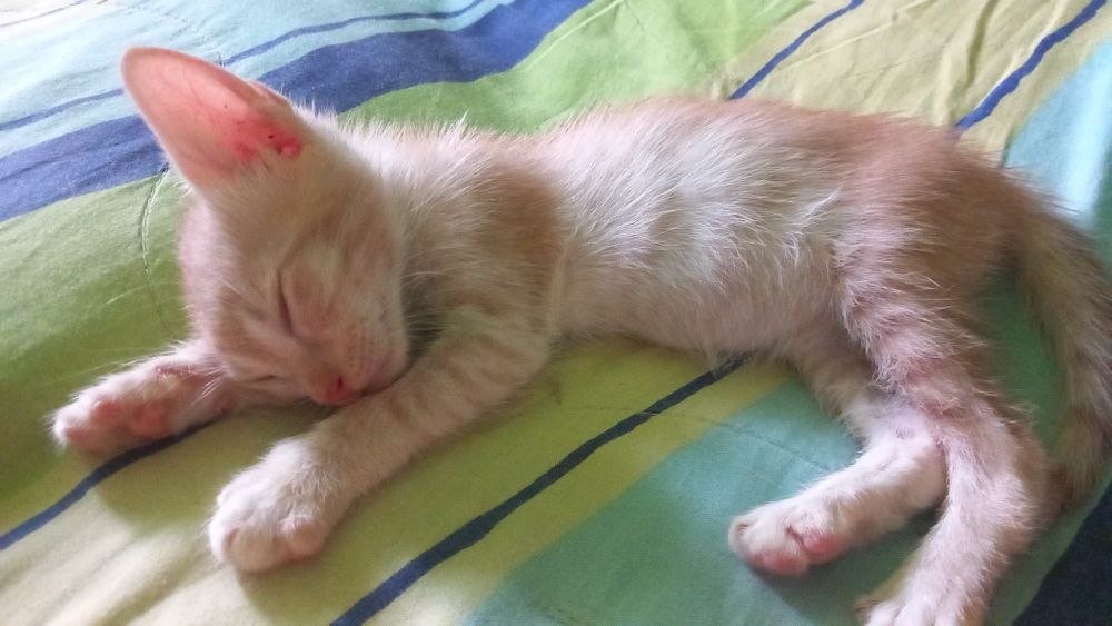 Motanel mic pentru adopție!