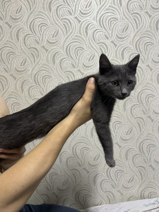 серый малышочек!