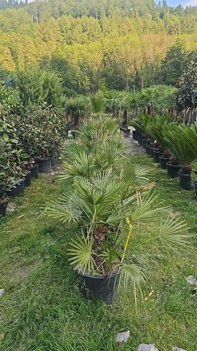 Brazi și palmieri ornamentali - Transport + Plantare asigurate
