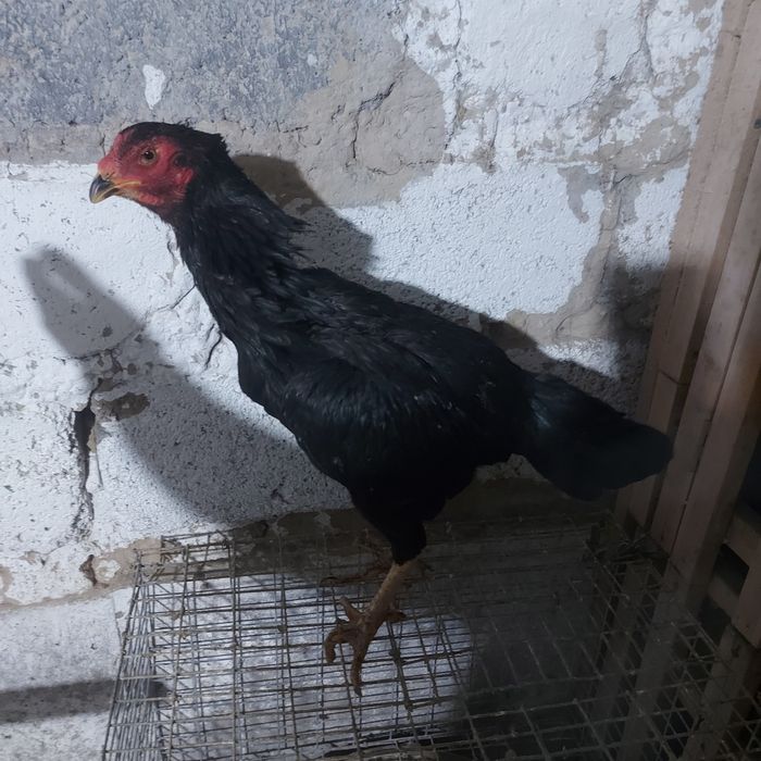 Ветнам 100  ноги квадрат