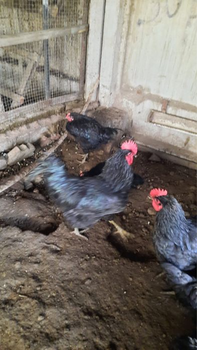 Джерсийский гигант