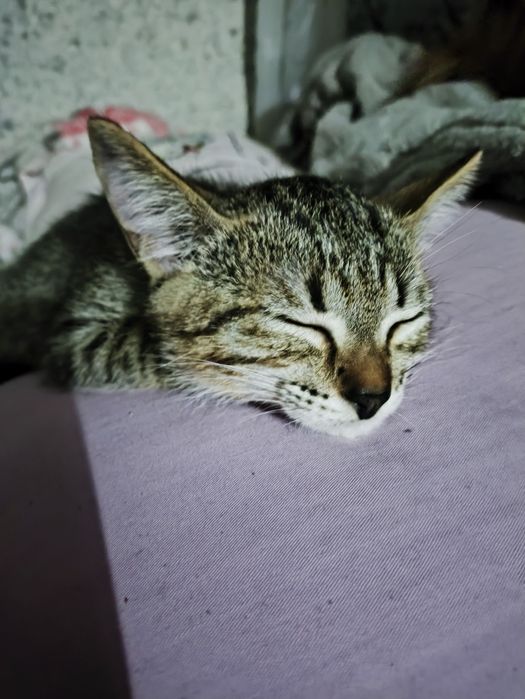 Отдам котят ,очень игривые !!!