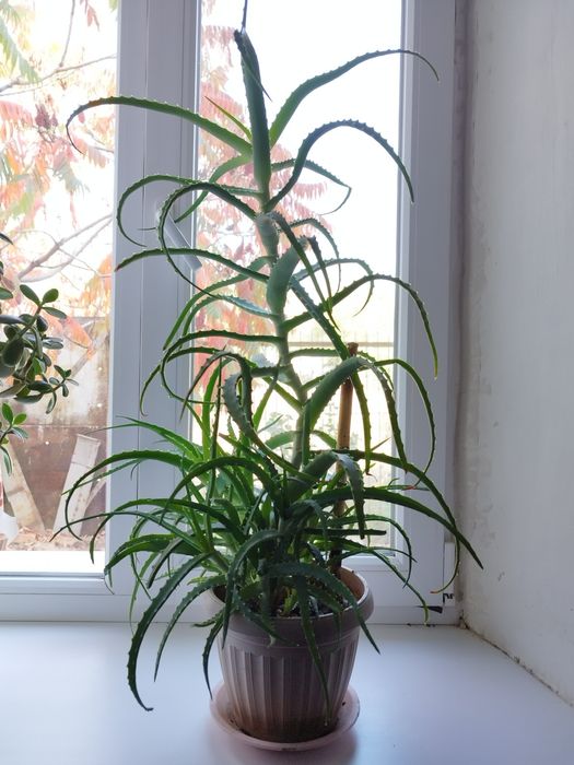 Продам комнатные растения