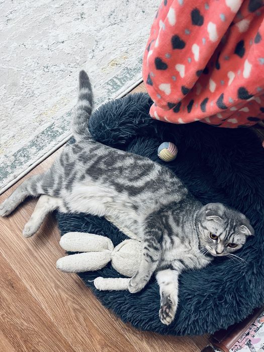 продается кошка вислоухая