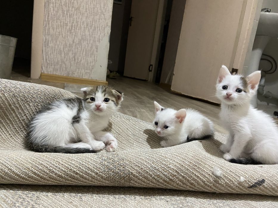 Отдам котят в добрые руки