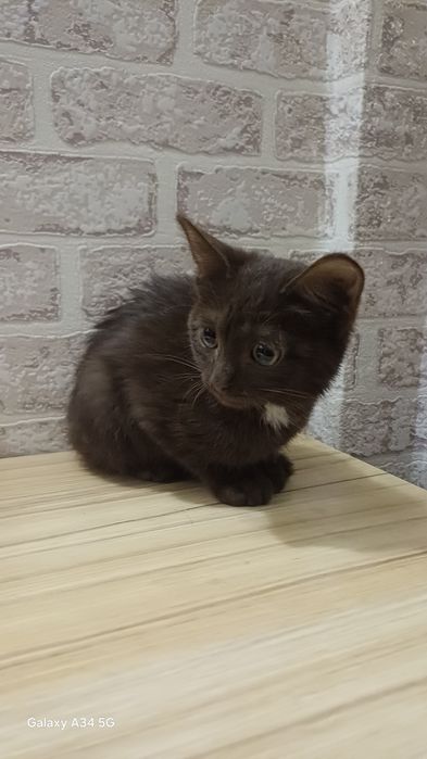 Котёнок девочка ищет надёжные руки