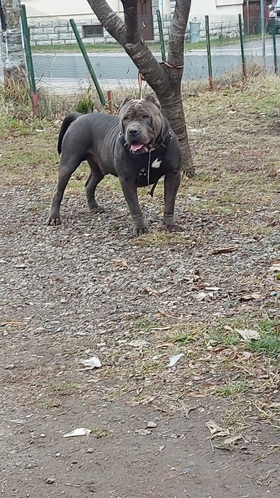 American Bully Xl с. Гложене • OLX.bg