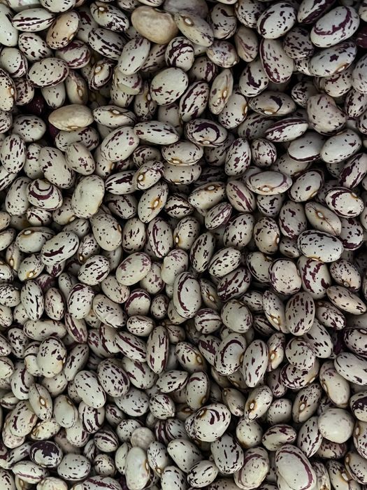 Родопски Шарен Боб !