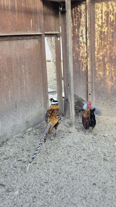 Фазаны серебряный и королевский