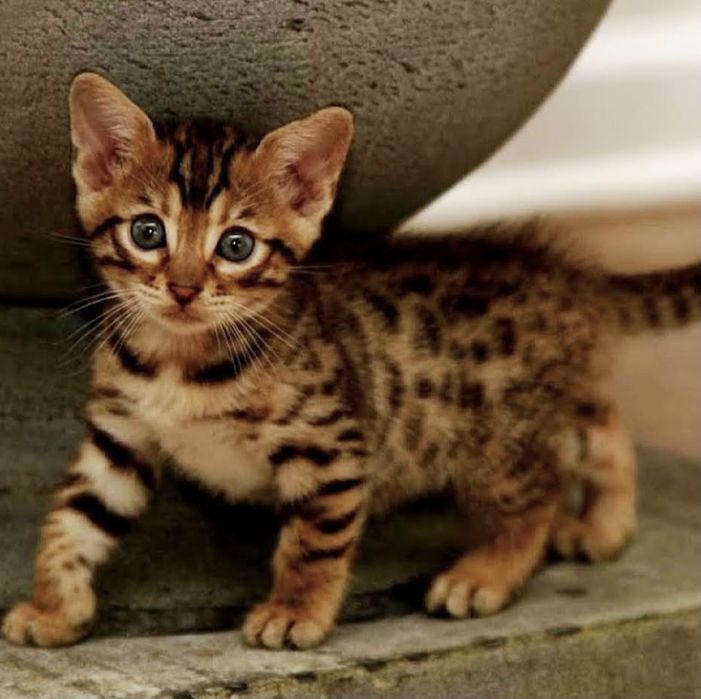 Бенгалски котета