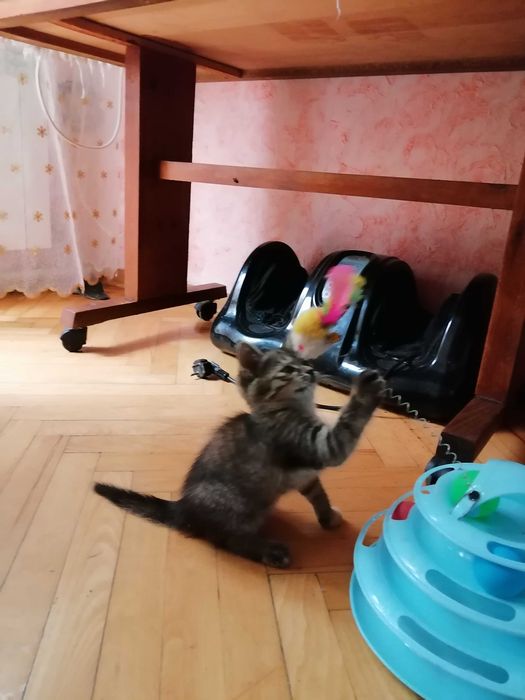 Подарю очаровательную кошечку
