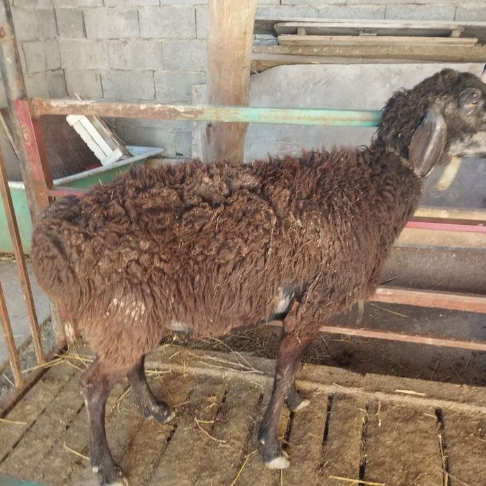 Саулық сатылады.