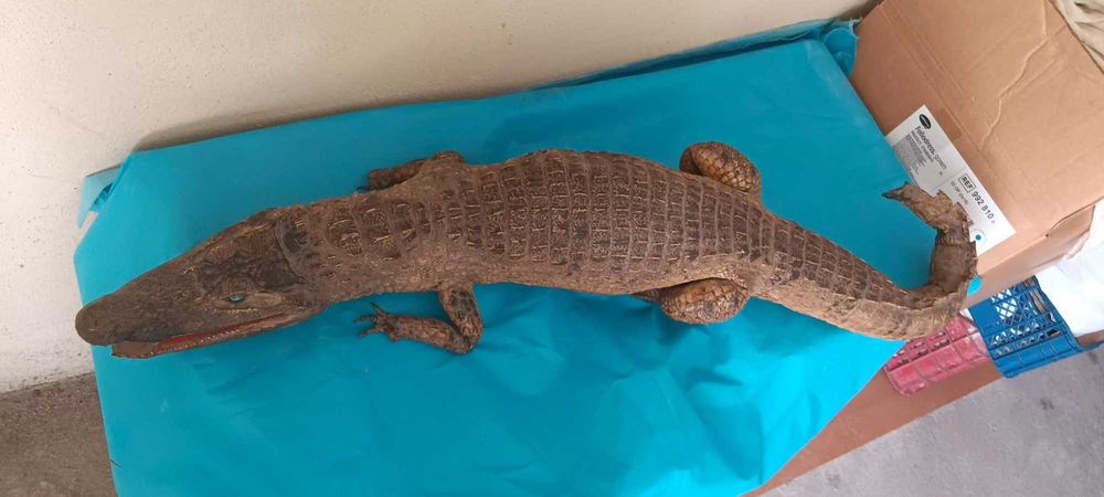 продавам крокодил